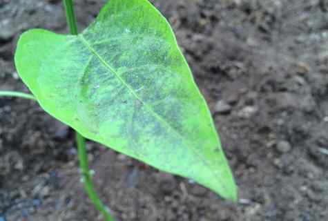 Why at seedling of pepper fall down the lower leaves