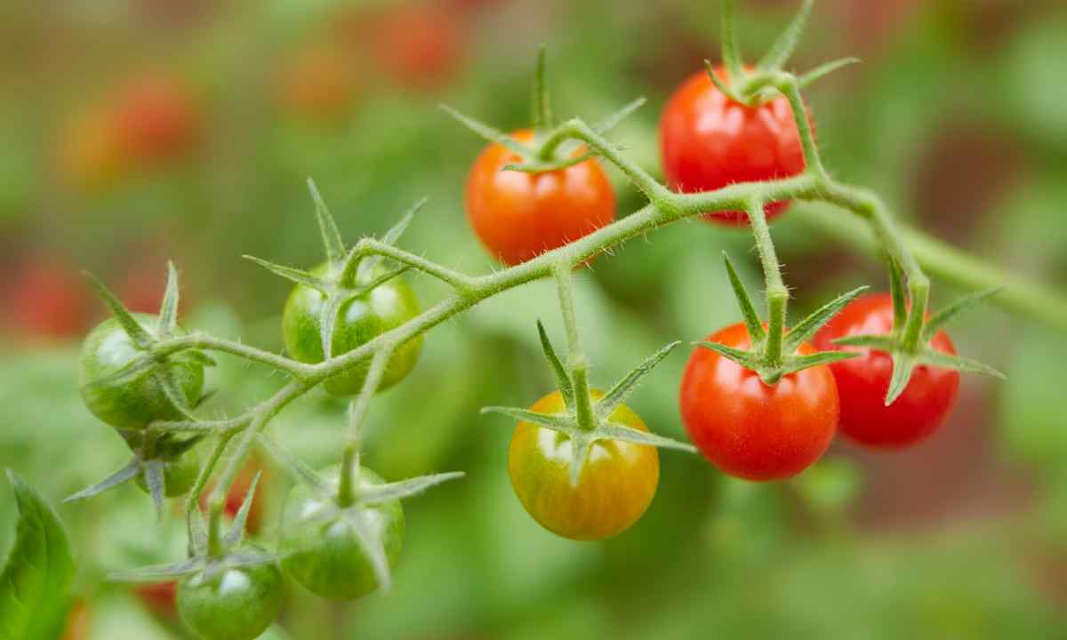 How to grow up good tomatoes