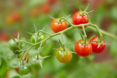 How to grow up good tomatoes