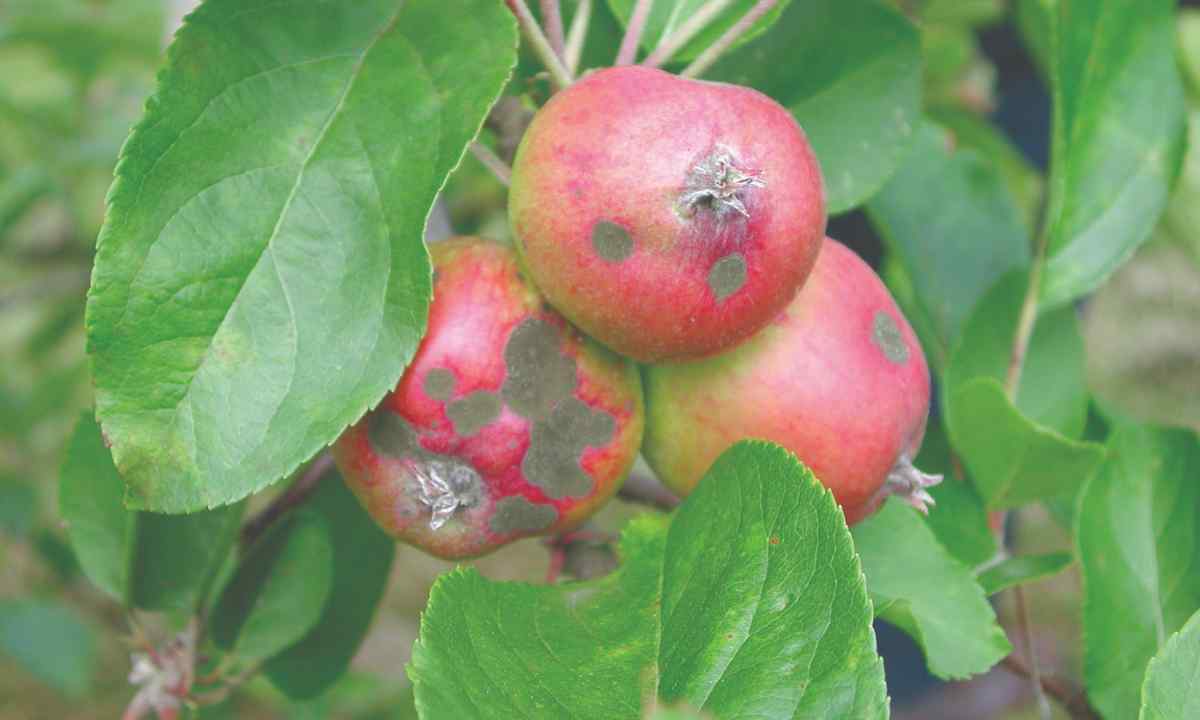 How to struggle with scab on apple-tree: useful tips