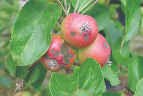 How to struggle with scab on apple-tree: useful tips