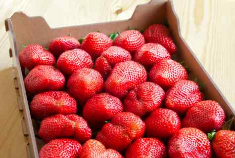 What strawberry fructifies all the year round