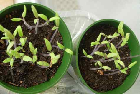 How to save seedling from 