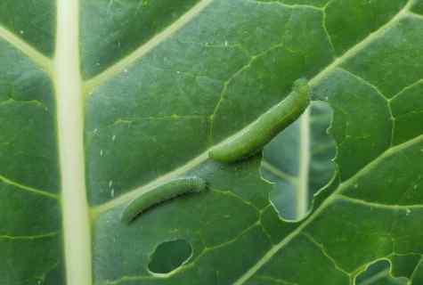 How to get rid of plant louse on cabbage