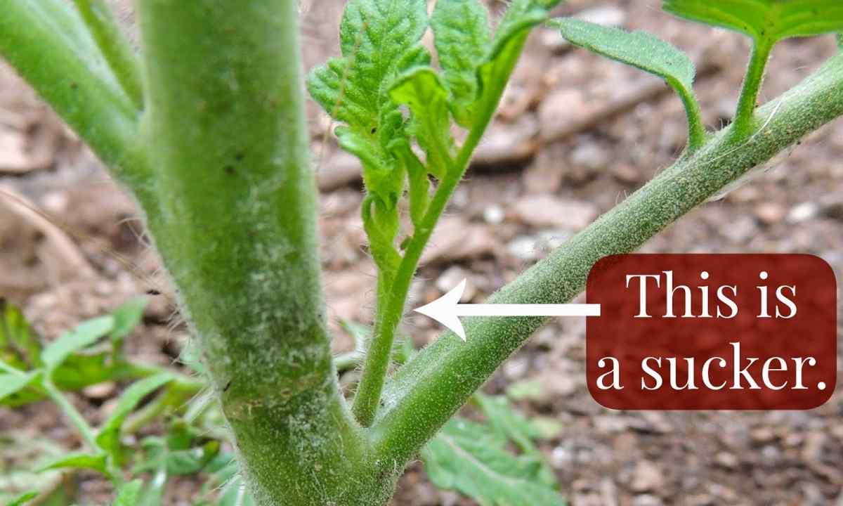 When to tear off the lower leaves at tomato