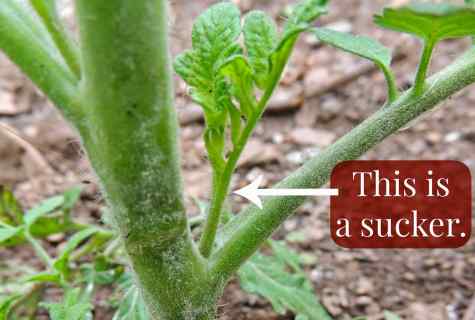 Why leaves at tomato are twisted
