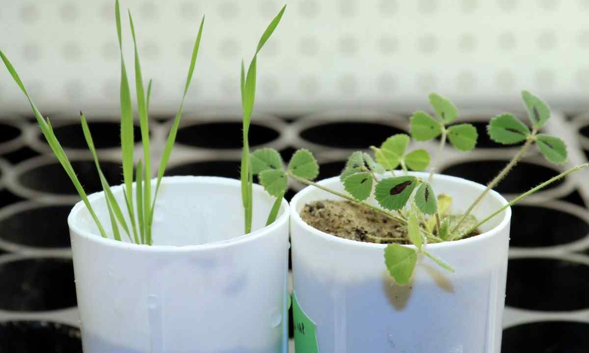 Extra root fertilizing of plants