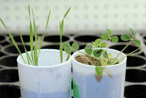Extra root fertilizing of plants
