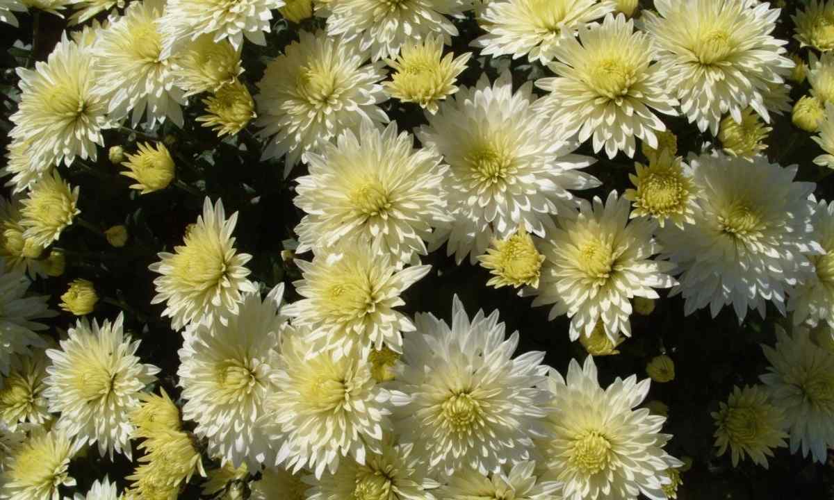 How to make multiple copies chrysanthemum