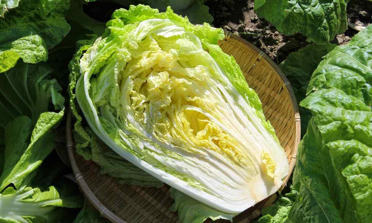 How to grow up the Beijing cabbage