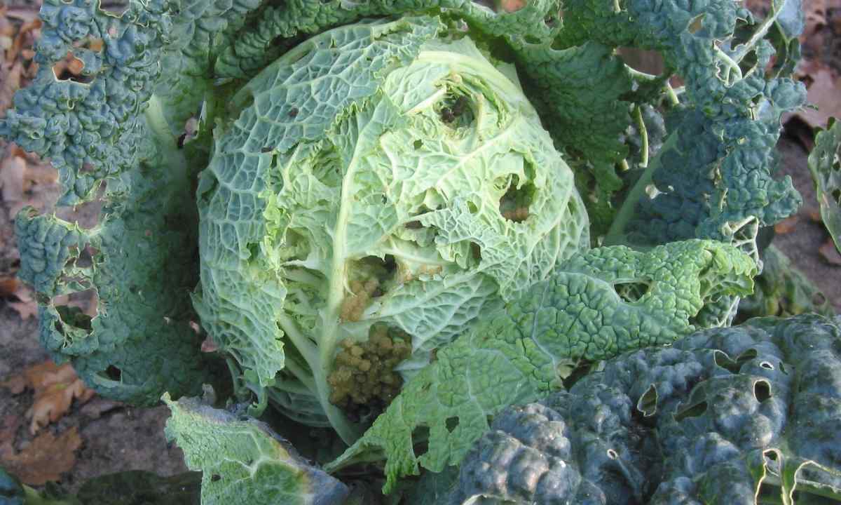 How just to protect cabbage from insects wreckers