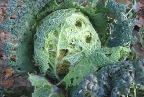 How just to protect cabbage from insects wreckers