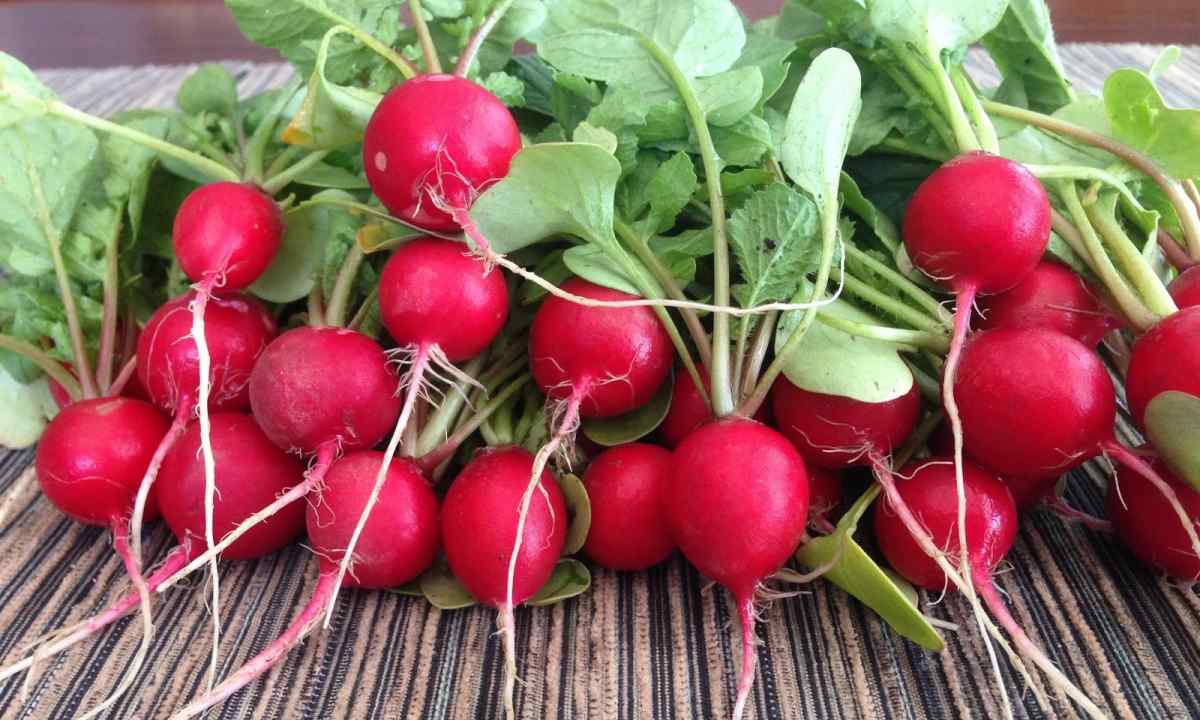 How to receive three harvests of garden radish for season