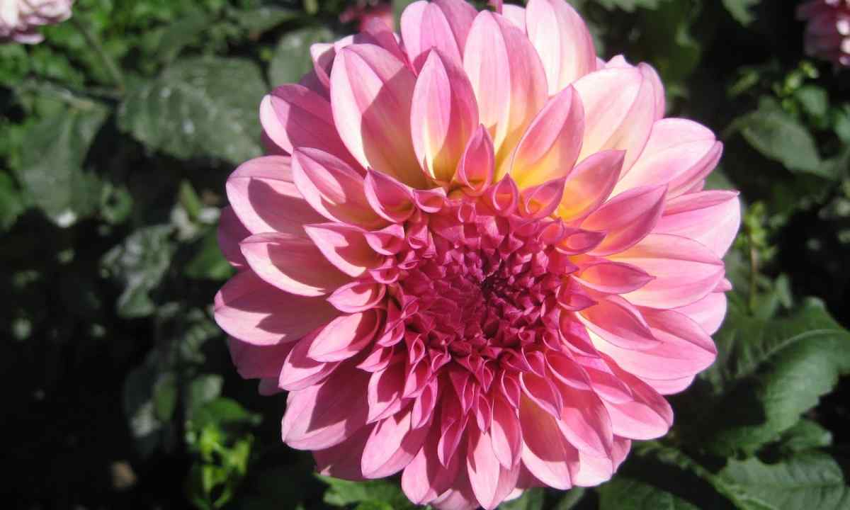 How and when to land dahlias to the open ground