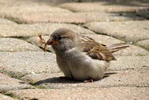 How to struggle with sparrows