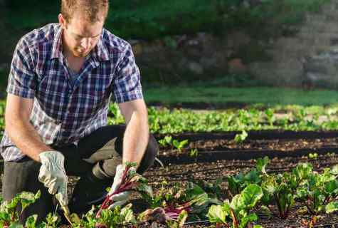 How to struggle with wreckers and diseases in garden in the fall