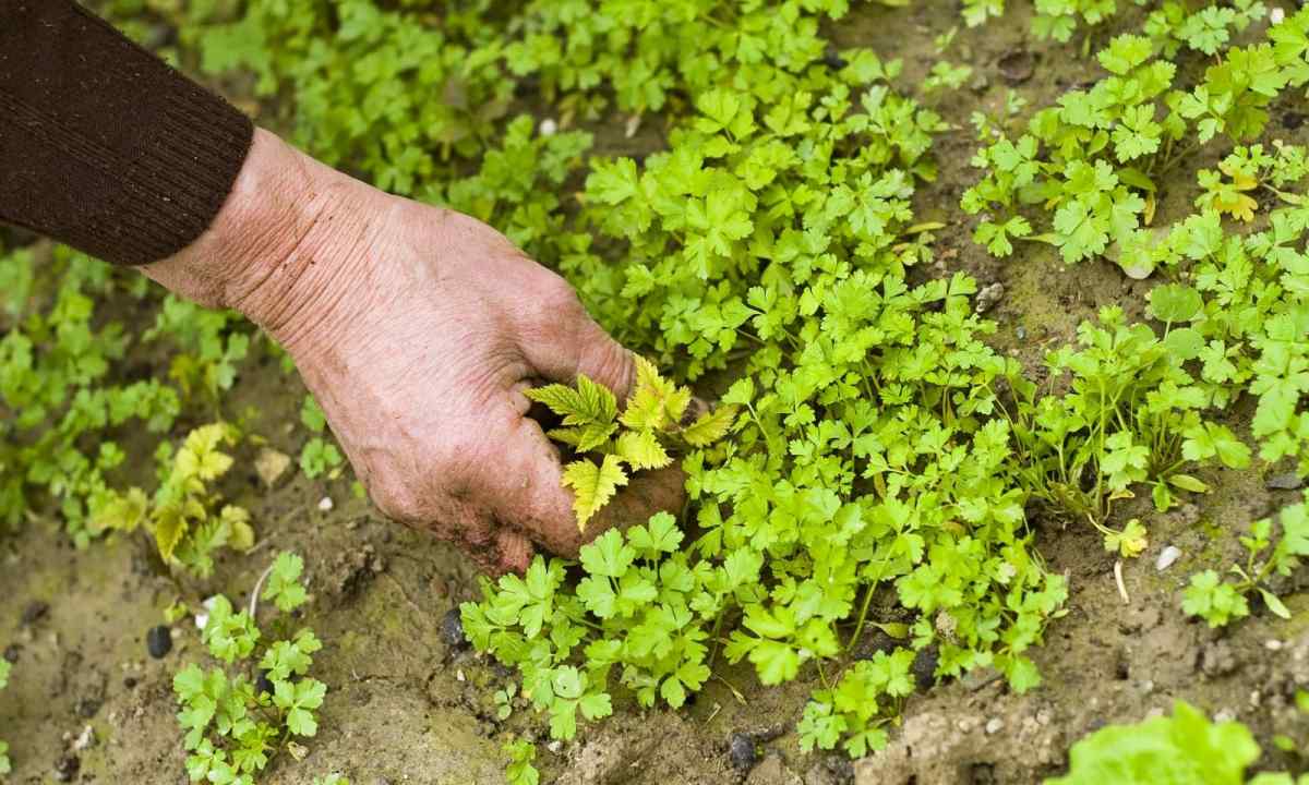 How to get rid of weeds by means of flowers
