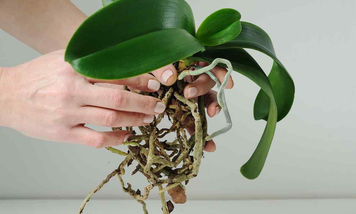 How to grow roots at phalaenopsis
