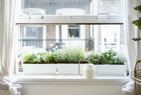 How to grow up arugula: beauty and health on windowsill