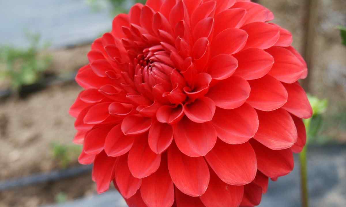 How to couch dahlias