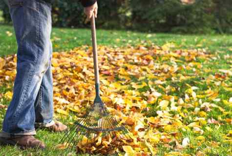 How to collect and use fallen leaves in garden