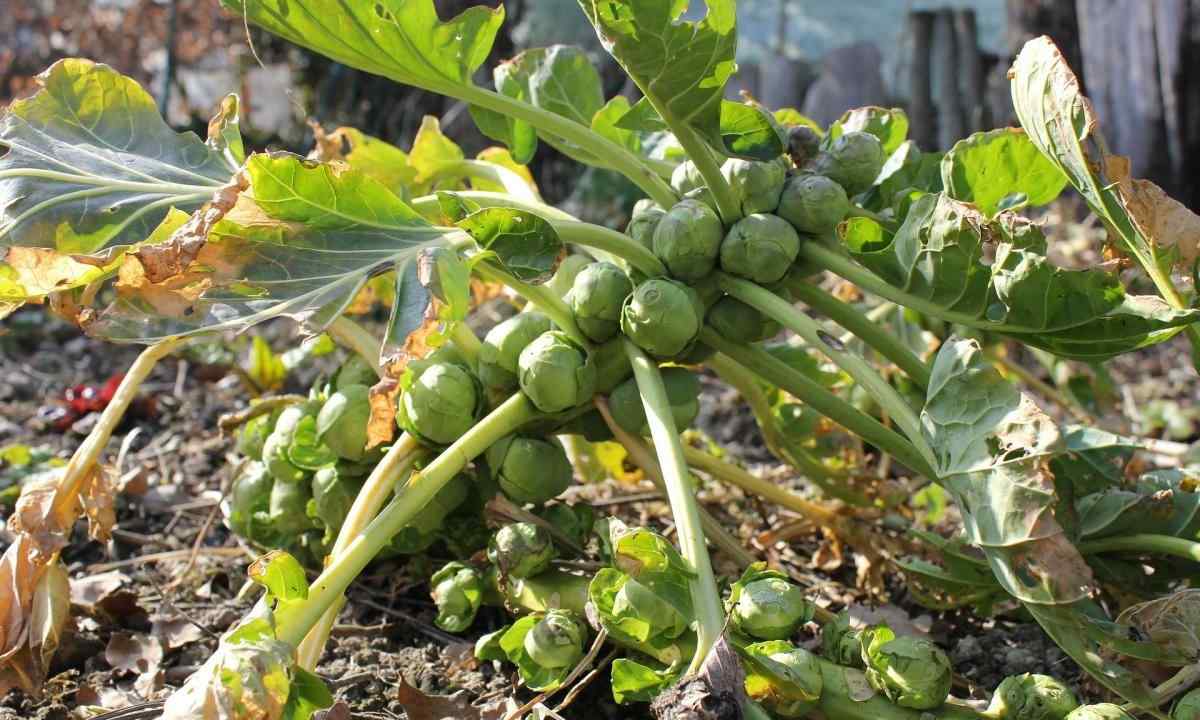 How to grow up Brussels sprout