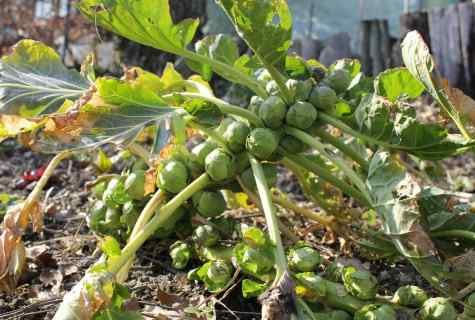 How to grow up Brussels sprout