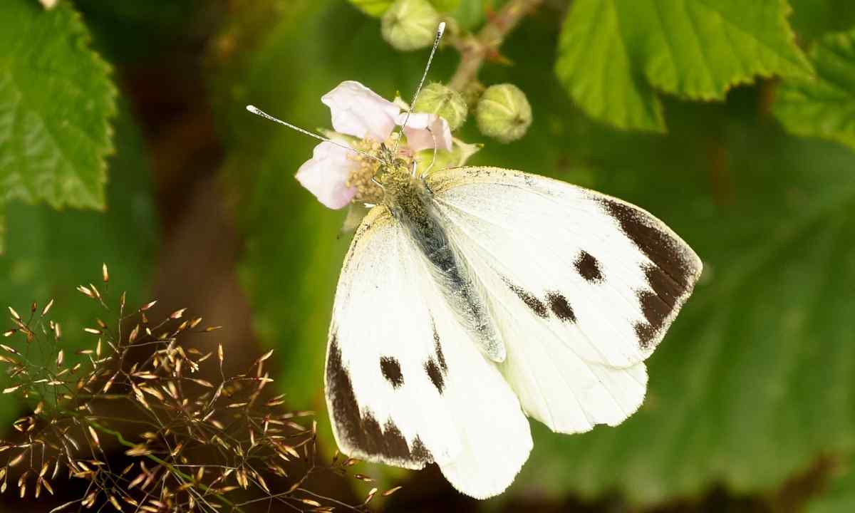 How to get rid of butterflies cabbage white butterflies