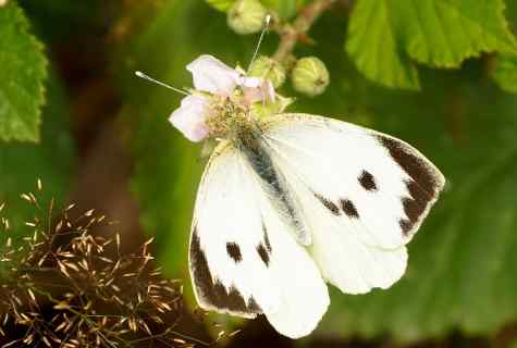 How to get rid of butterflies cabbage white butterflies