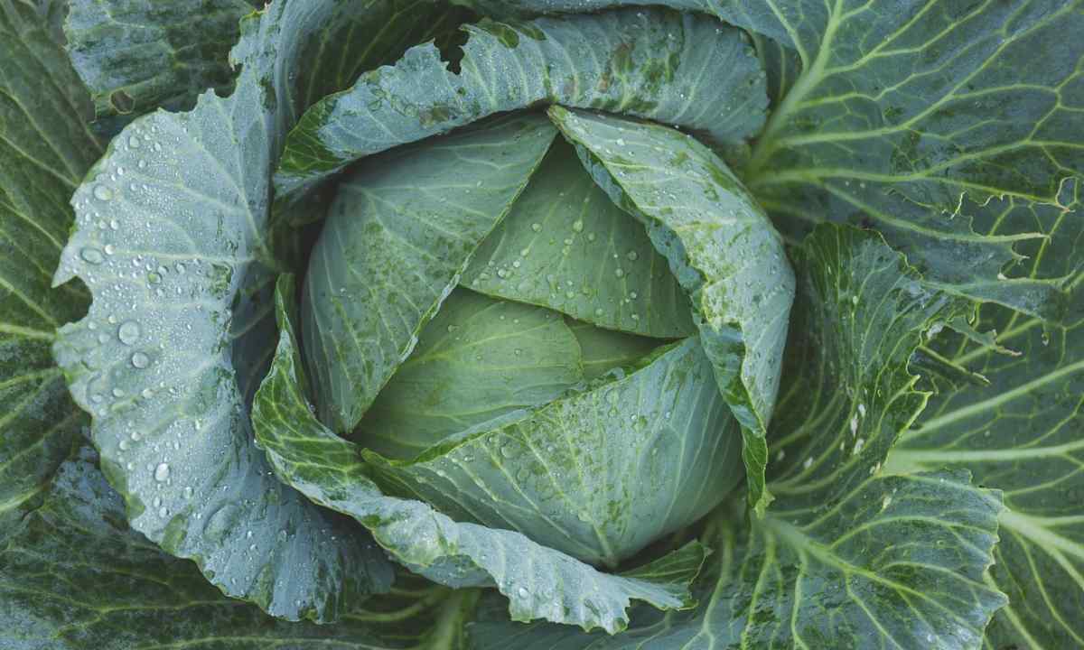 Why leaves of cabbage become violet