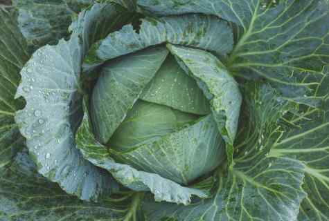 Why leaves of cabbage become violet