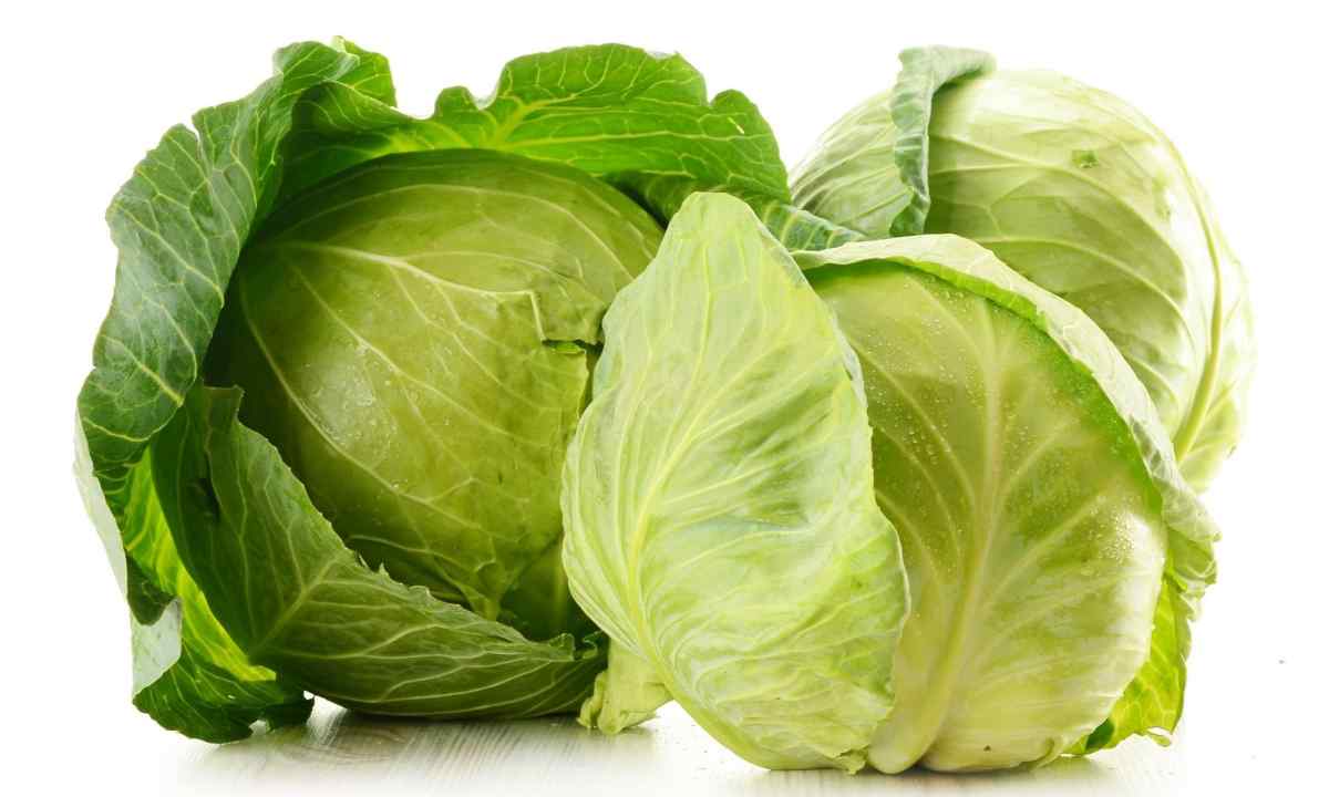 What to do if cabbage bursts