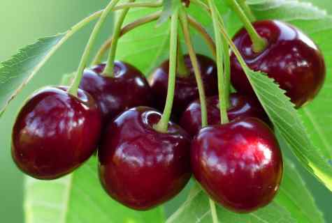 How to protect sweet cherry from birds