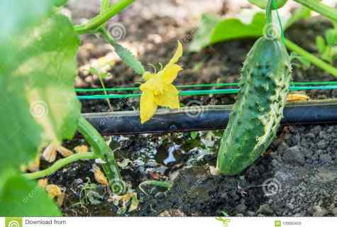Cultivation of cucumbers on the balcony