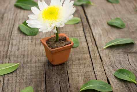 How to grow up daisies
