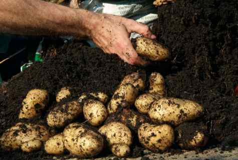 How to plant potatoes at winter