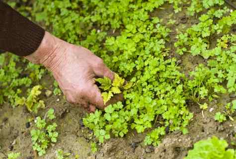 How to get rid of weeds in kitchen garden