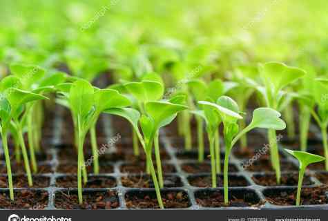 Conditions for cultivation of strong seedling