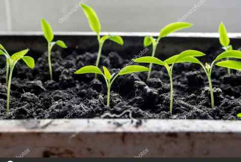 How to grow up seedling of burning pepper