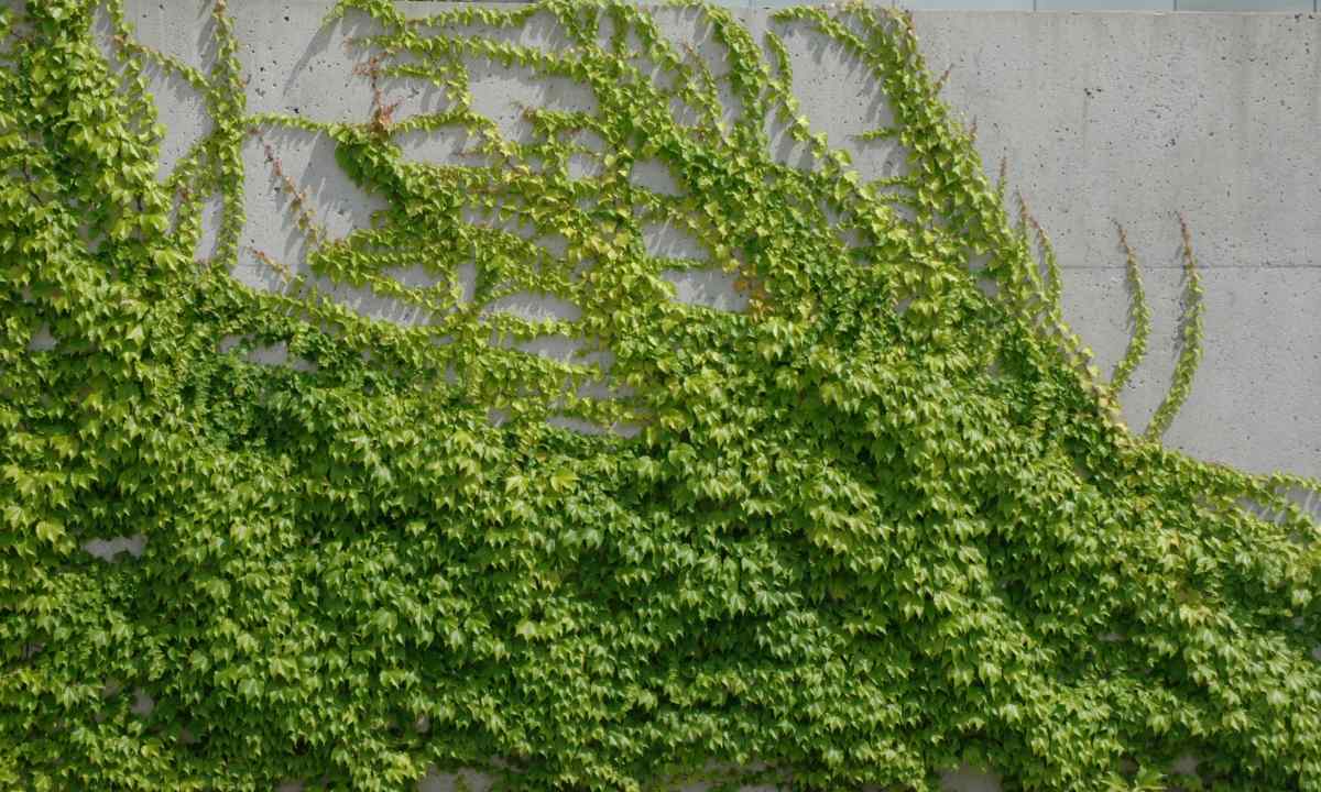 How to replace ivy