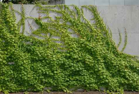 How to replace ivy