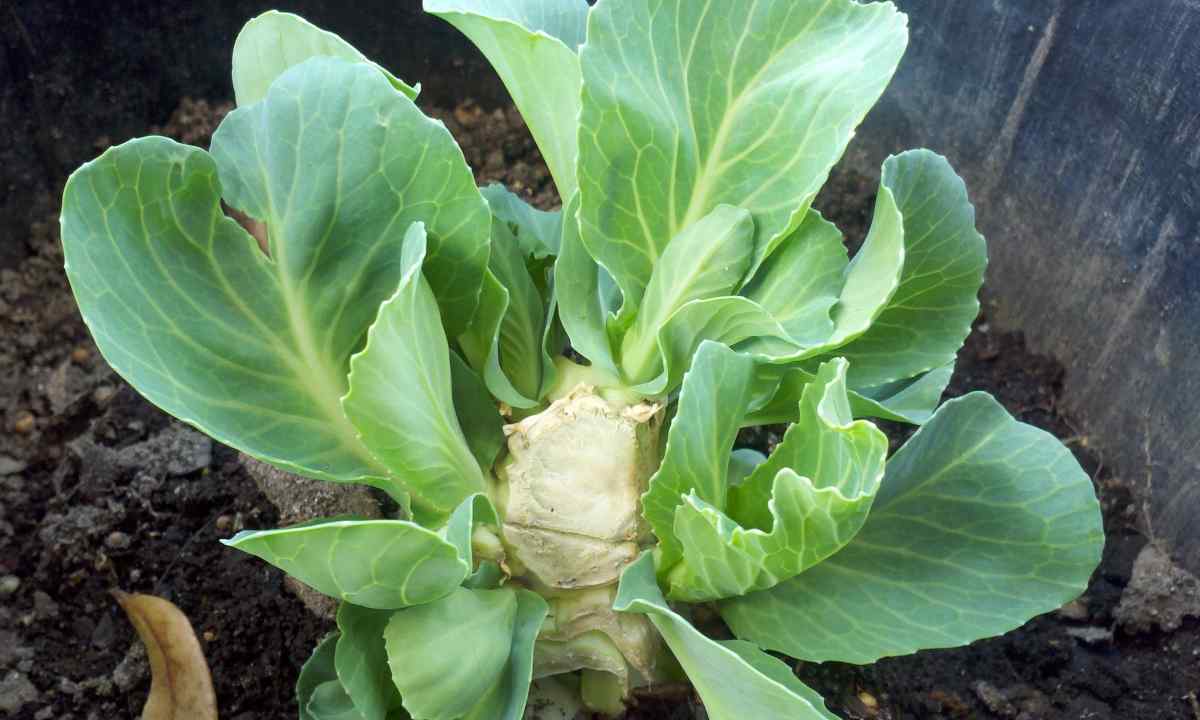 All about cabbage: how to look after