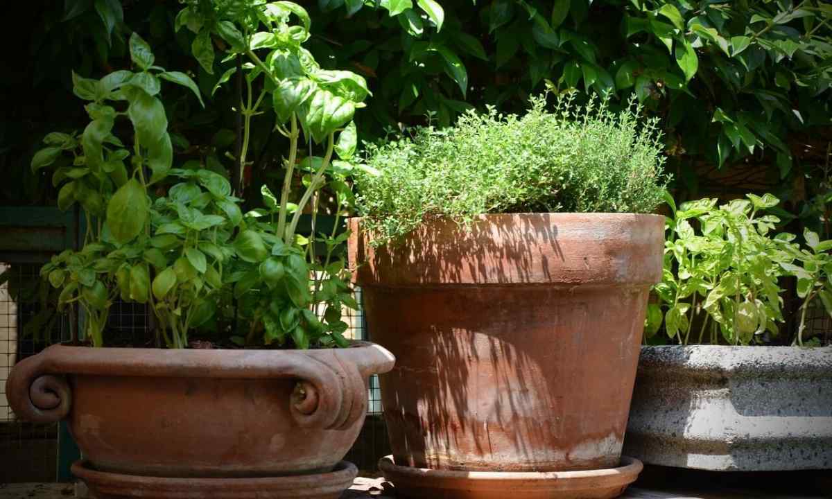Spicy herbs and cultivated flowers on your site