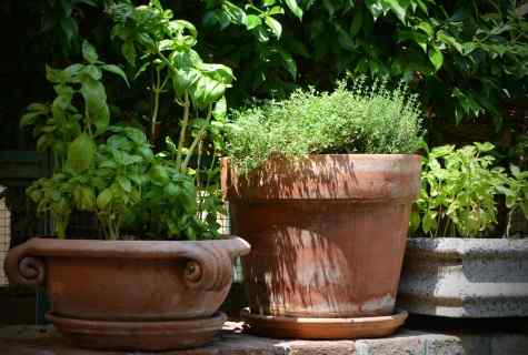 Spicy herbs and cultivated flowers on your site
