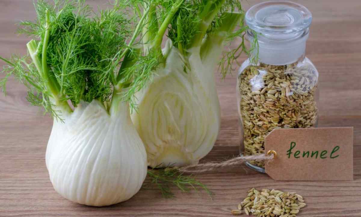 Sectional and ordinary fennel