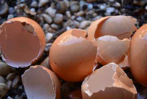 How to prepare fertilizer from egg shell