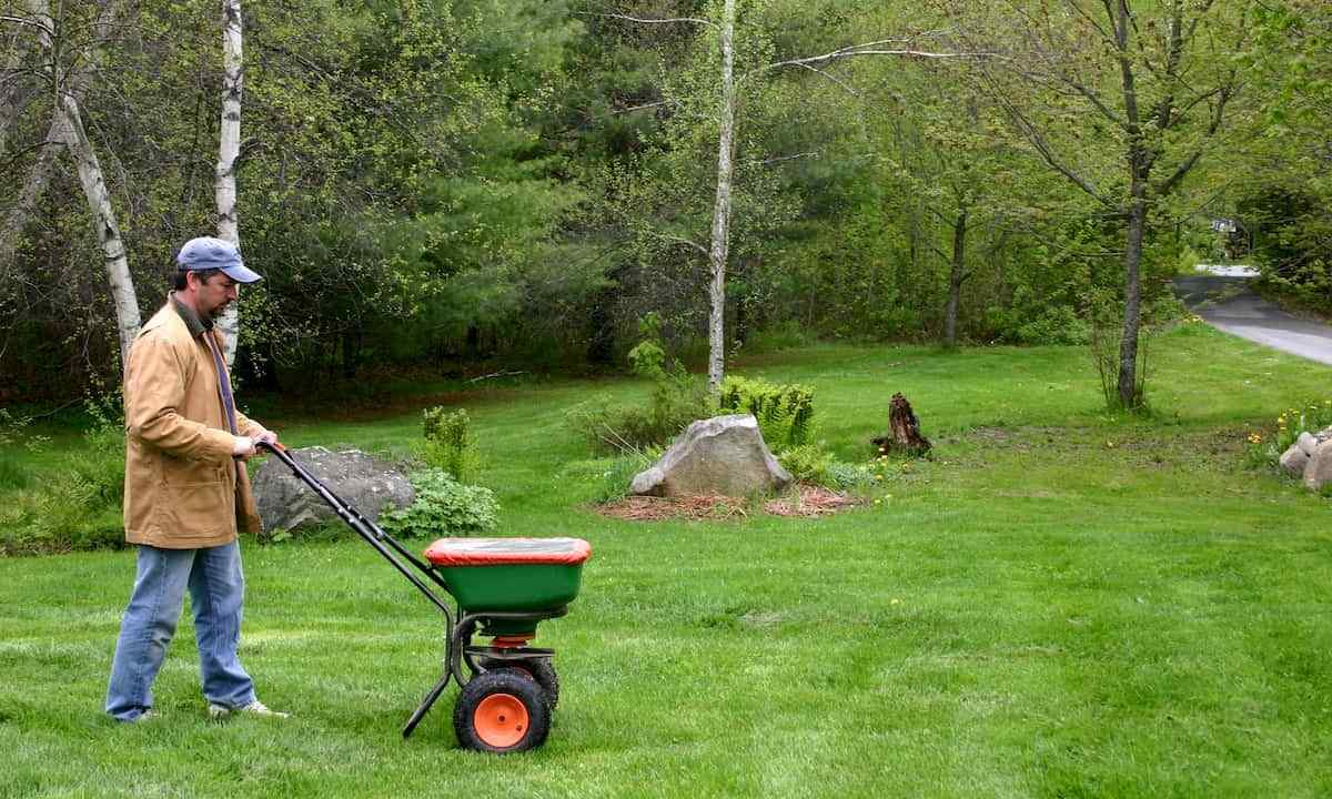 How to seed lawn