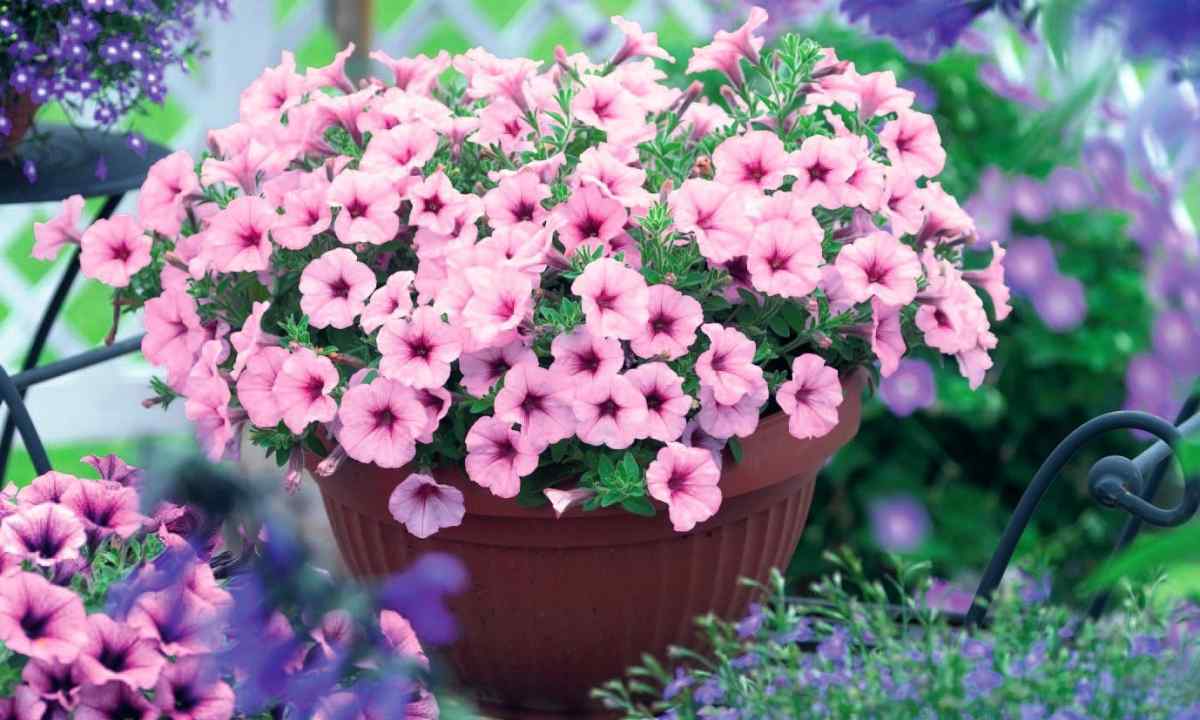 What fertilizers to feed up petunias