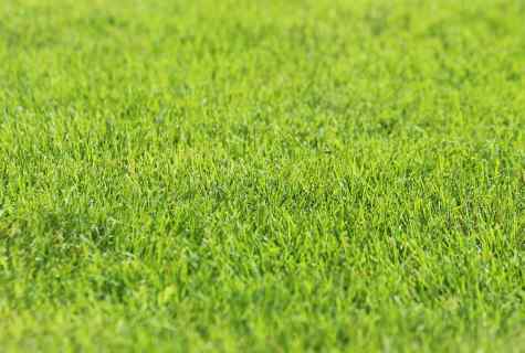 As it is correct to sow lawn grass