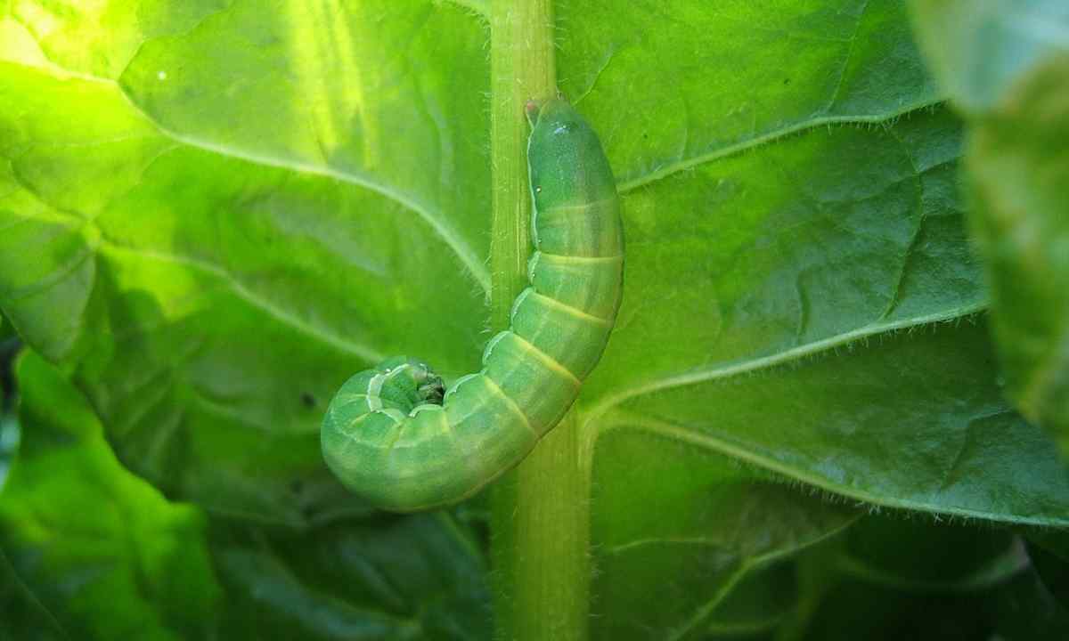 Than to process heads of cabbage from caterpillars